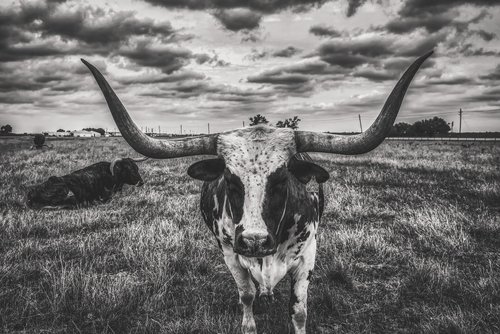 texas  longhorn  steer