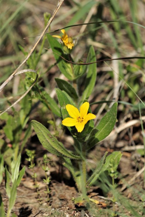 Texas Yellow Star Wildflowers 2