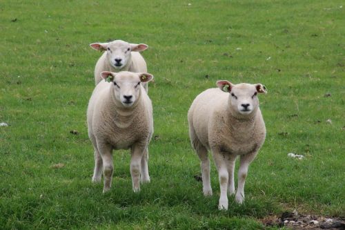 texel sheep lamb