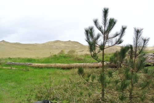 texel dunes landscape