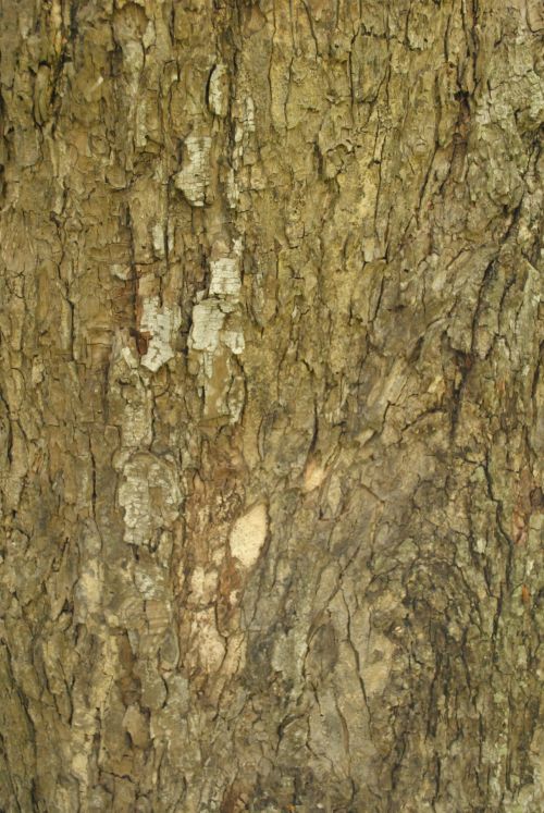 Tree Texture