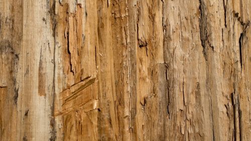 texture background wood