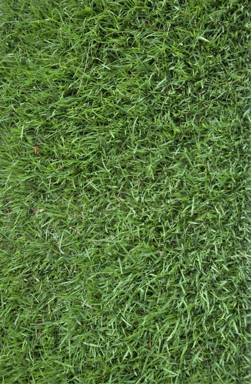 grass texture background