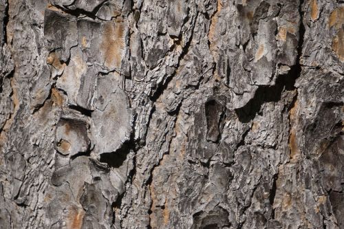 texture bark tree