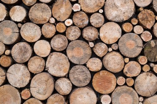 texture wood trunks