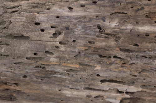 texture wood wood texture