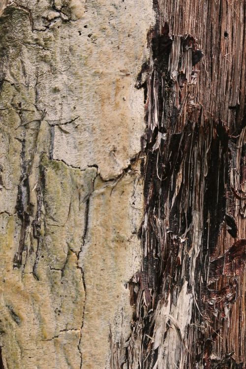 texture wood weathered