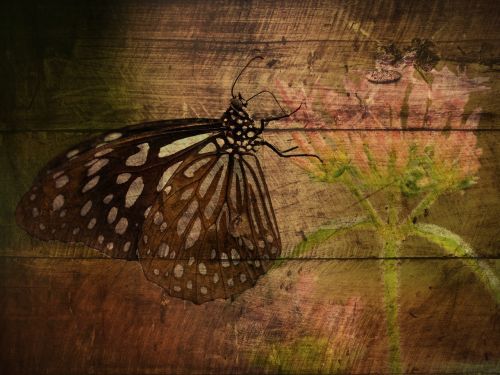 texture background butterfly