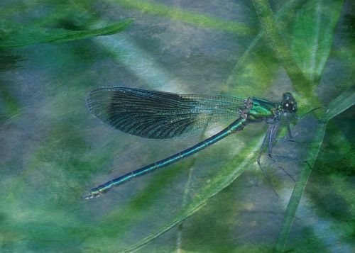 texture background dragonfly