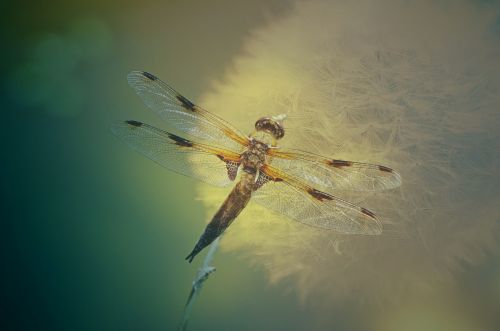 texture background dragonfly