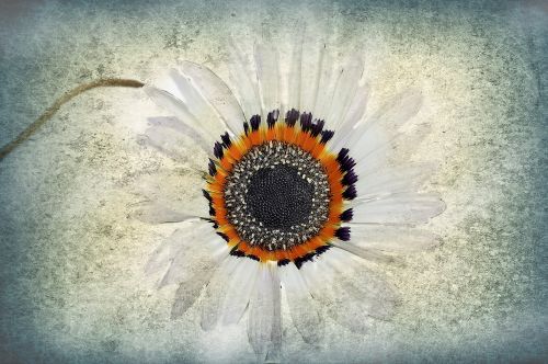 texture flower background