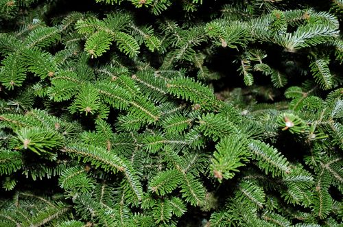 texture tree fir