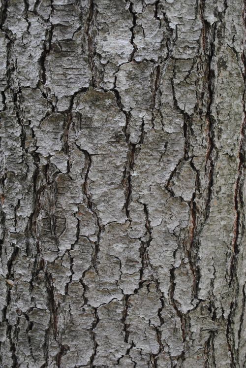 texture tree bark trunk