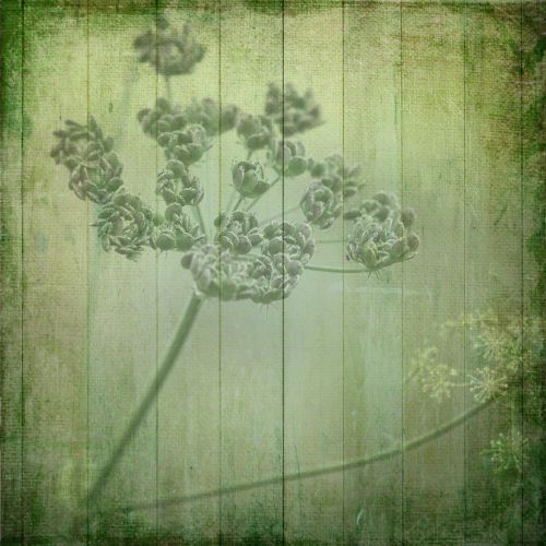 texture background flowers