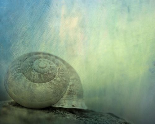 texture background snail