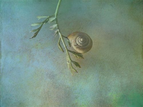 texture background snail
