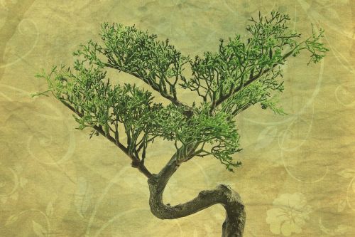 texture background bonsai