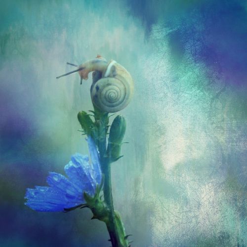 texture background snail