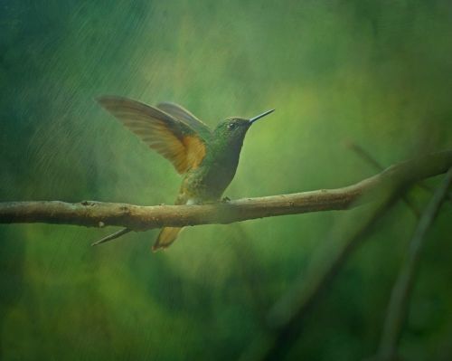 texture background hummingbird