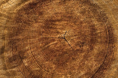 texture tree annual rings