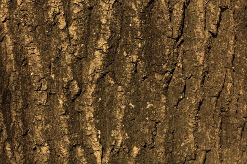 texture tree bark