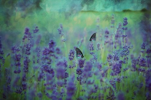 texture background lavender