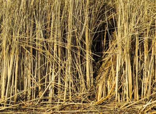 texture background reed