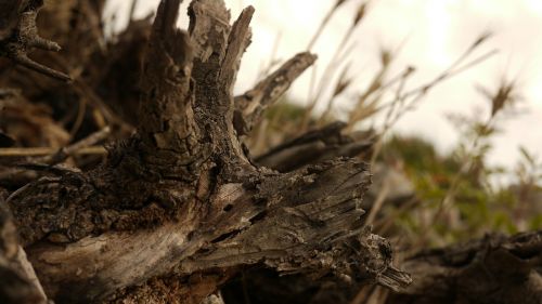 texture nature wood