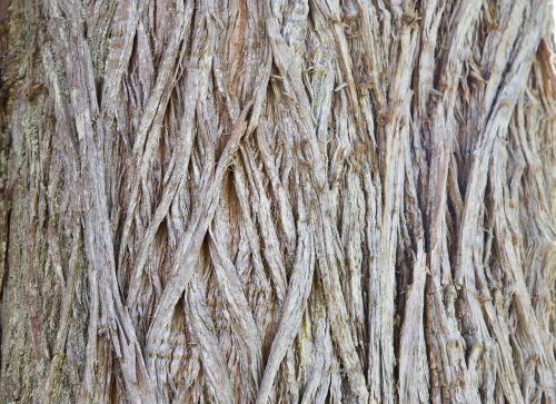 texture bark wood