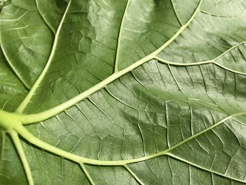texture green leaf