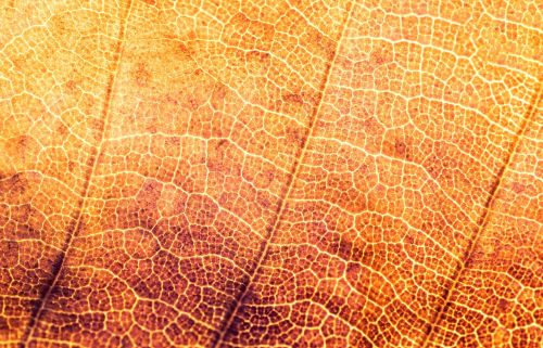 texture structure leaf