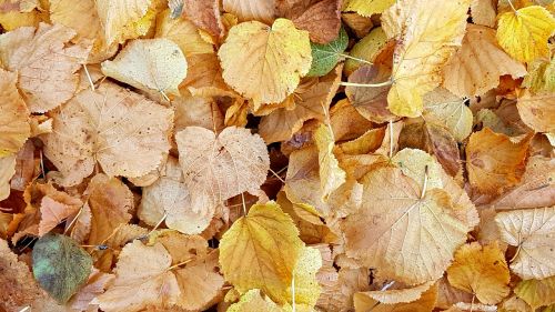 texture background fall foliage