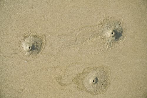 texture sand beach