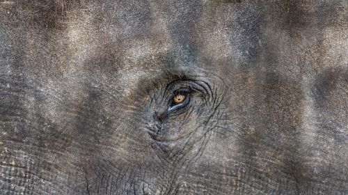 texture elephant animal