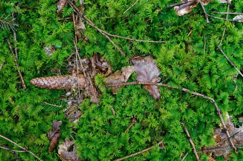 texture pattern nature