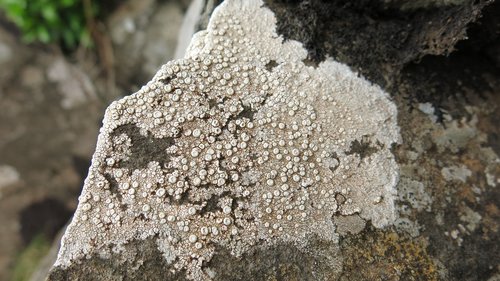 texture  mushroom  rock