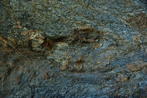 texture  wood  bark