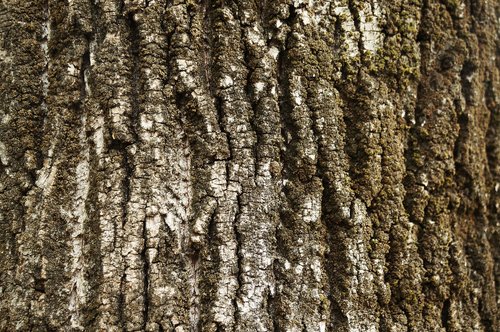 texture  bark  tree