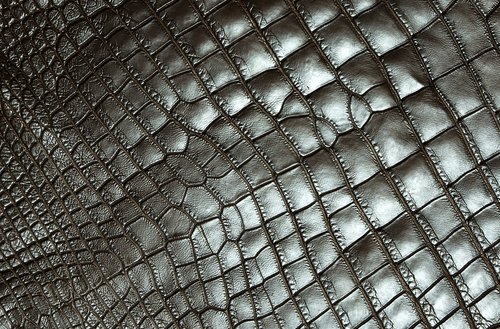 texture  carapace  reptile