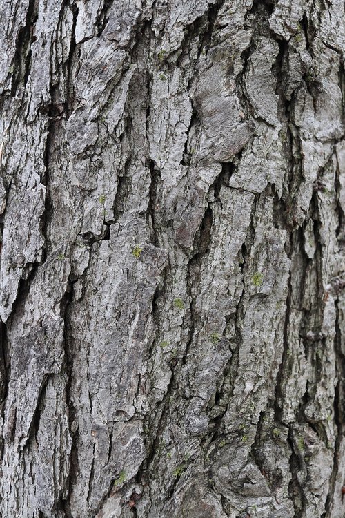 texture  tree  bark