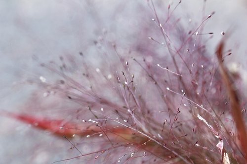 texture  flowers  abstract