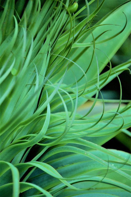 texture  plant  cactus