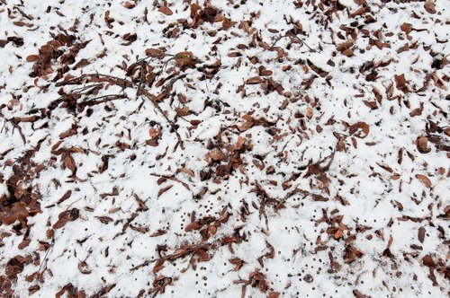 texture  forest floor  winter