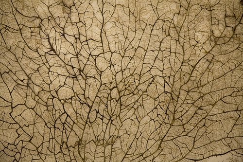 texture  vein  branch