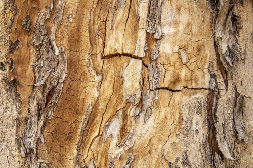texture  tree  wood