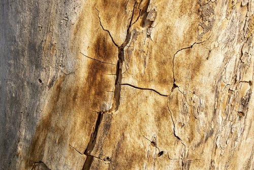 texture  tree  wood