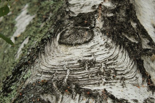 texture  tree  nature