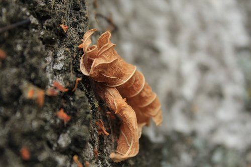 texture  leaf  nature