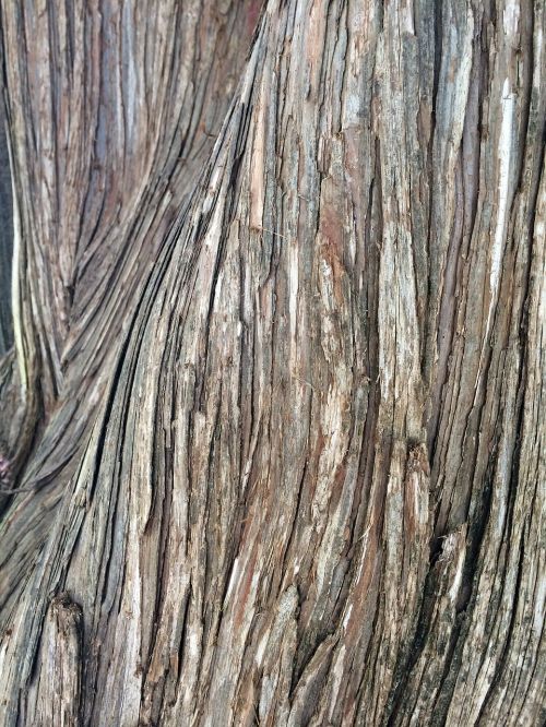 texture wood natural