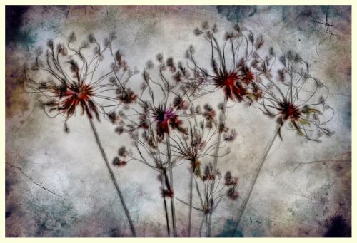 texture dried flowers composing